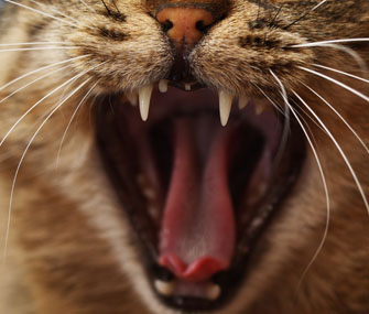 cat mouth cat mouth